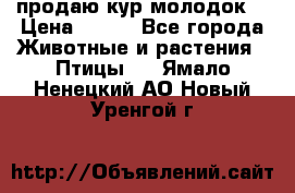 продаю кур молодок. › Цена ­ 320 - Все города Животные и растения » Птицы   . Ямало-Ненецкий АО,Новый Уренгой г.